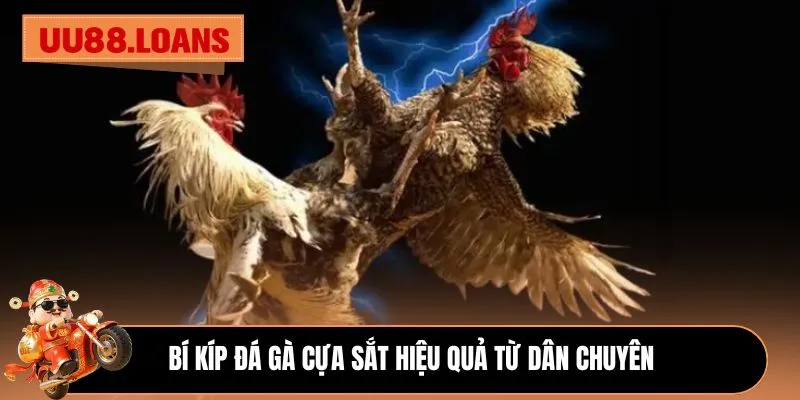 Bí kíp đá gà cựa sắt hiệu quả từ dân chuyên