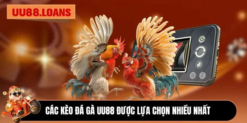 Các kèo đá gà UU88 được lựa chọn nhiều nhất