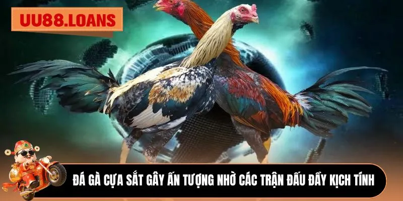 Đá gà cựa sắt gây ấn tượng nhờ các trận đấu đầy kịch tính