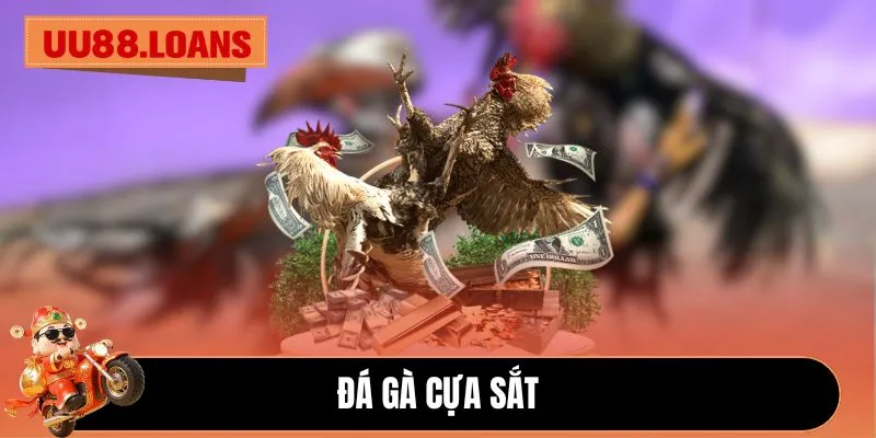 Đá gà cựa sắt