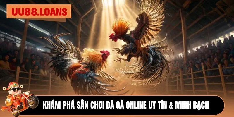 Khám phá sân chơi đá gà online uy tín & minh bạch